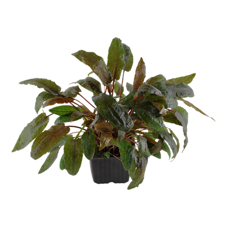 Cryptocoryne wendtii 'Tropica' 109E XL Mother Plant Potted Plants Cryptocoryne wendtii 'Tropica' 109E XL Mother Plant