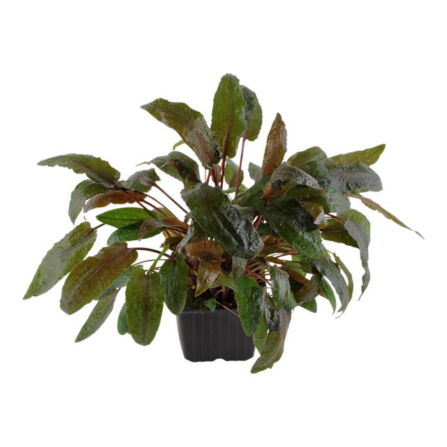 Cryptocoryne wendtii 'Tropica' 109E XL Mother Plant | Potted Plants | Largest Tropical Fish Selection at Your Local Fish Store