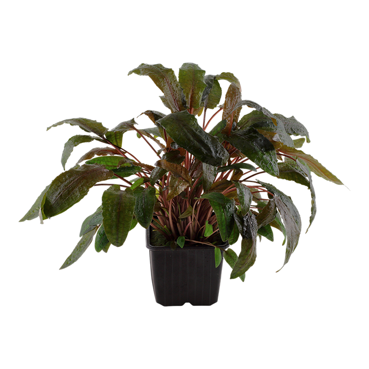 Cryptocoryne wendtii 'Tropica' 109E XL Mother Plant | Potted Plants | Largest Tropical Fish Selection at Your Local Fish Store