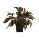 Cryptocoryne wendtii 'Tropica' 109E XL Mother Plant | Potted Plants | Largest Tropical Fish Selection at Your Local Fish Store