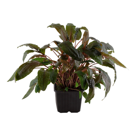 Cryptocoryne wendtii 'Tropica' 109E XL Mother Plant Potted Plants Cryptocoryne wendtii 'Tropica' 109E XL Mother Plant