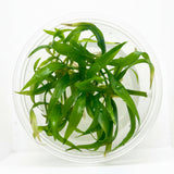 Helanthium 'Quadricostatus'  Tissue Culture 