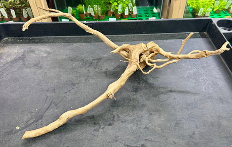 W.Y.S.I.W.Y.G.- 608 - Piece of Spiderwood