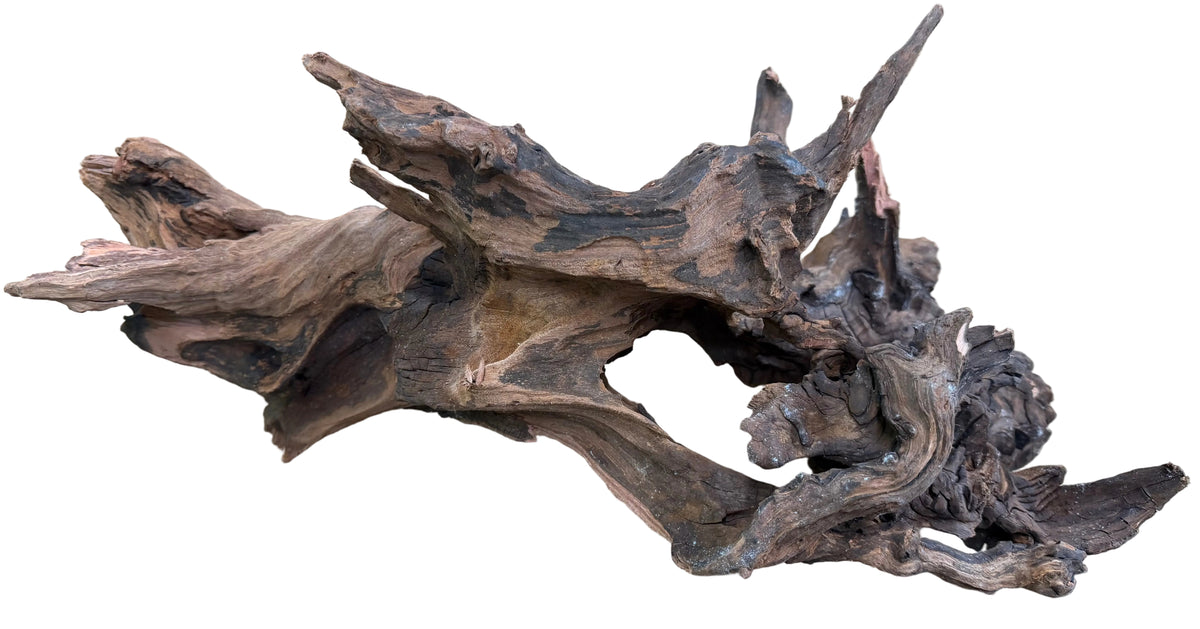 Malaysian Mangrove Sinking Driftwood