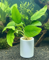 Anubias barteri var. nana 