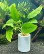 Anubias barteri var. nana 