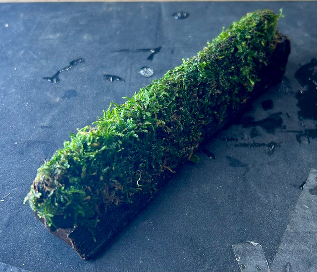 Vesicularia montagnei (Christmas Moss) on wood - DW0895 | Potted Plants | Largest Tropical Fish Selection at Your Local Fish Store