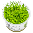 Eleocharis acicularis 1-2-Grow 133 TC | Tissue Cultures | Largest Tropical Fish Selection at Your Local Fish Store