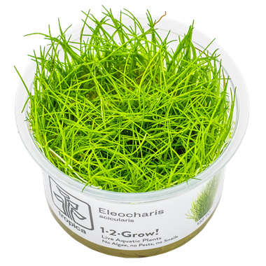 Eleocharis acicularis 1-2-Grow 133 TC | Tissue Cultures | Largest Tropical Fish Selection at Your Local Fish Store