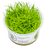 Eleocharis acicularis 1-2-Grow 133 TC | Tissue Cultures | Largest Tropical Fish Selection at Your Local Fish Store