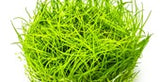 Eleocharis acicularis 1-2-Grow 133 TC | Tissue Cultures | Largest Tropical Fish Selection at Your Local Fish Store