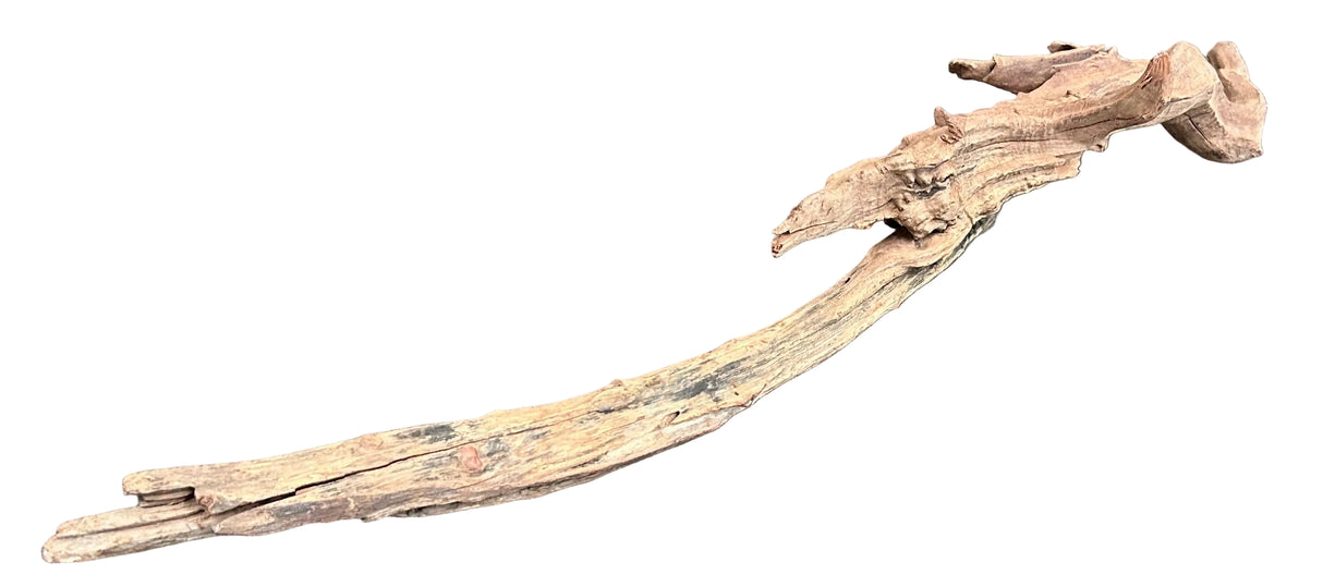 Malaysian Mangrove Sinking Driftwood