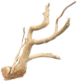Large Piece of Spiderwood