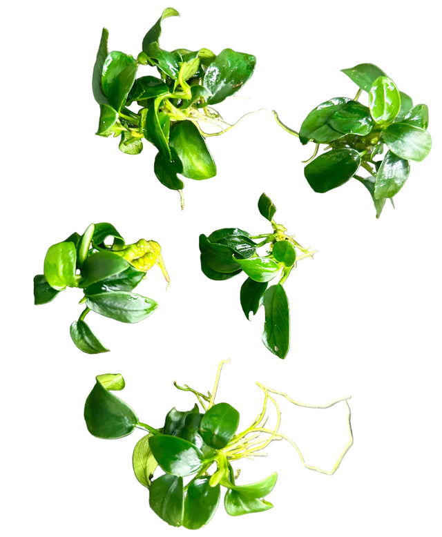  Anubias barteri var. nana ‘Petite’  