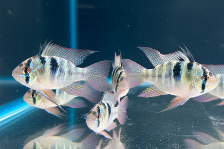 Holland Ramirezi (Mikrogeophagus ramirezi)