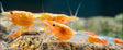 Orange Volcano Rili Shrimp (Neocaridina davidi)