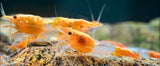 Orange Volcano Rili Shrimp (Neocaridina davidi)