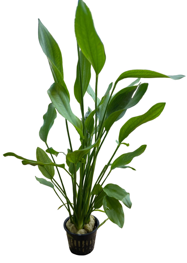 Echindorus Grandifolius - Large Mother Plant 