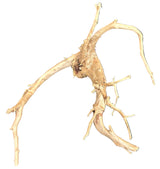 Spiderwood