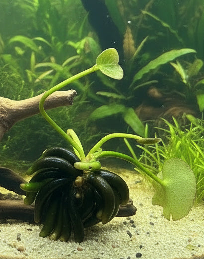 Nymphoides aquatica Banana Plant