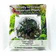 Hygrophila pinnatifida Tissue Culture - C31548 | Tissue Cultures | Largest Tropical Fish Selection at Your Local Fish Store