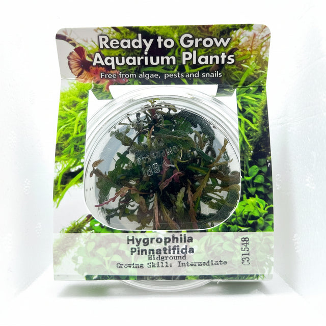 Hygrophila pinnatifida Tissue Culture - C31548 | Tissue Cultures | Largest Tropical Fish Selection at Your Local Fish Store