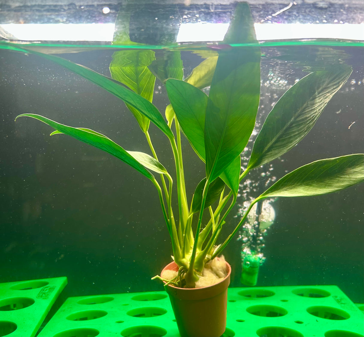 Anubias afzeli Potted - WP523