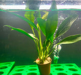 Anubias afzeli Potted - WP523