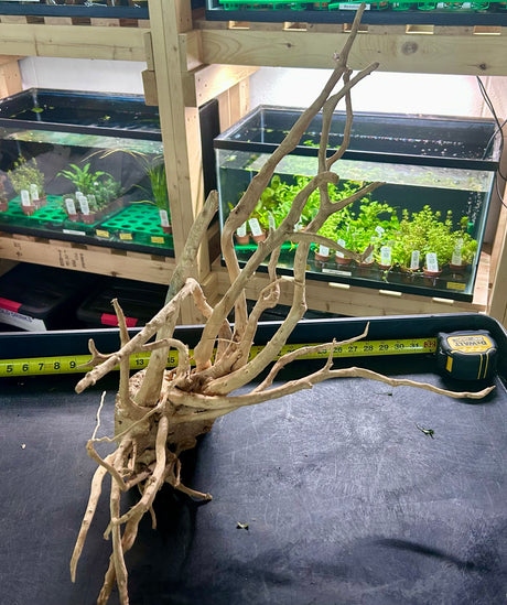 W.Y.S.I.W.Y.G.- 607 Large Piece of Spiderwood