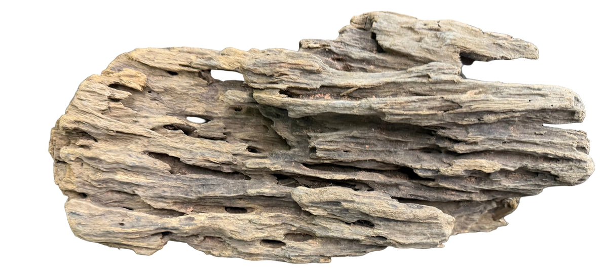 Texture / Shrimp Driftwood