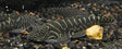 Striped Yellow Tail Borneo Loach (Gastromyzon SK04) 4-5cm | Catfish Loaches & Plecos | Largest Tropical Fish Selection at Your Local Fish Store
