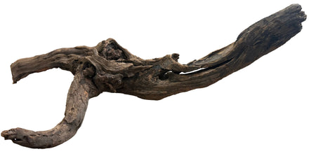 Malaysian Mangrove Sinking Driftwood
