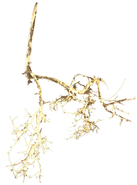  Thailand Branch Wood