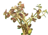 Bacopa Salzimanii - Bare Root - WL1831