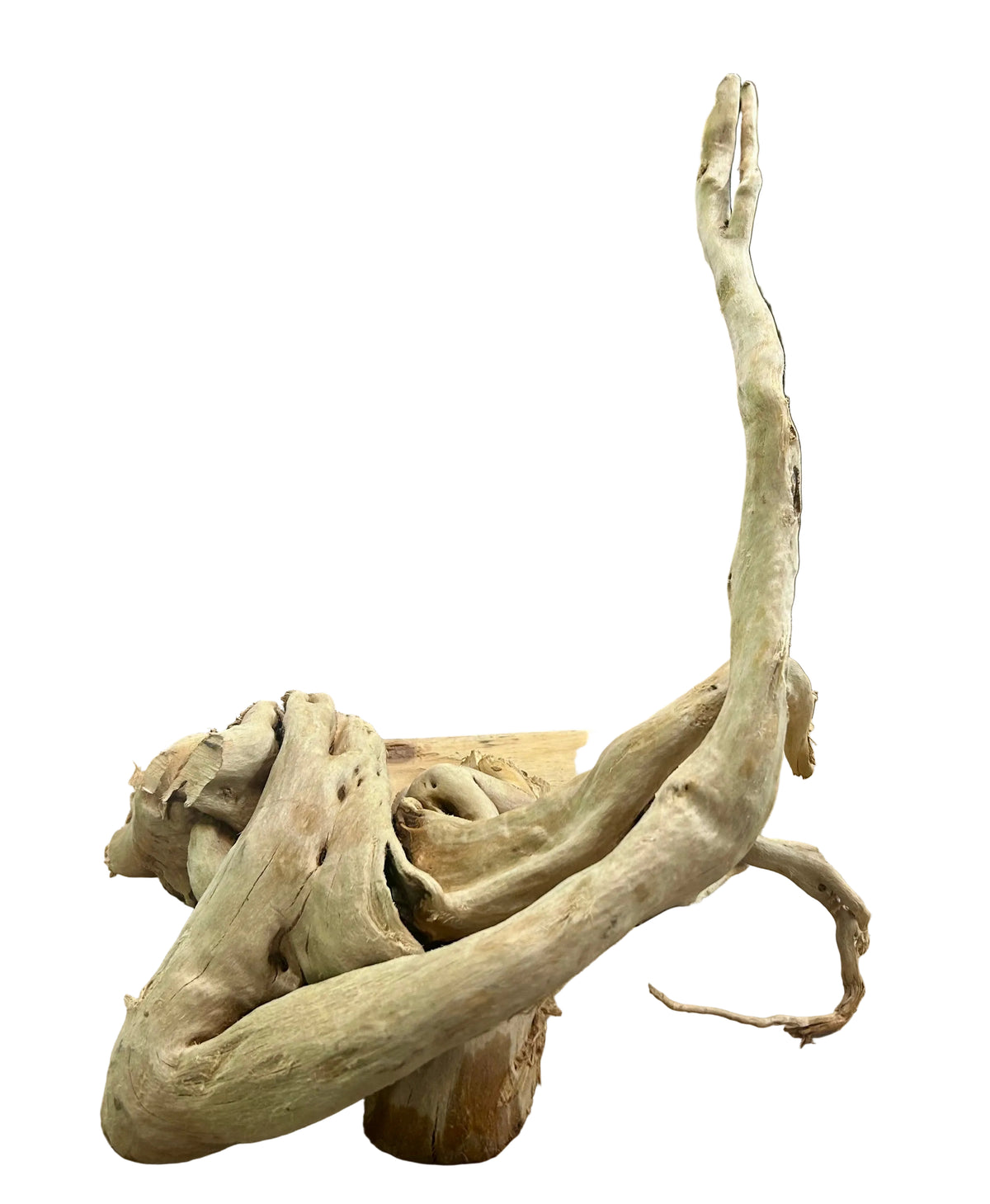 Large Piece of Spiderwood