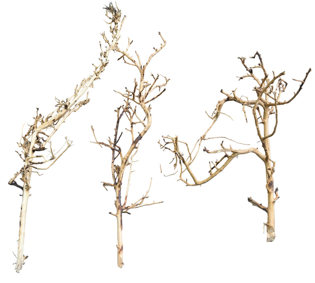 Thailand Branch Wood (3 pieces)