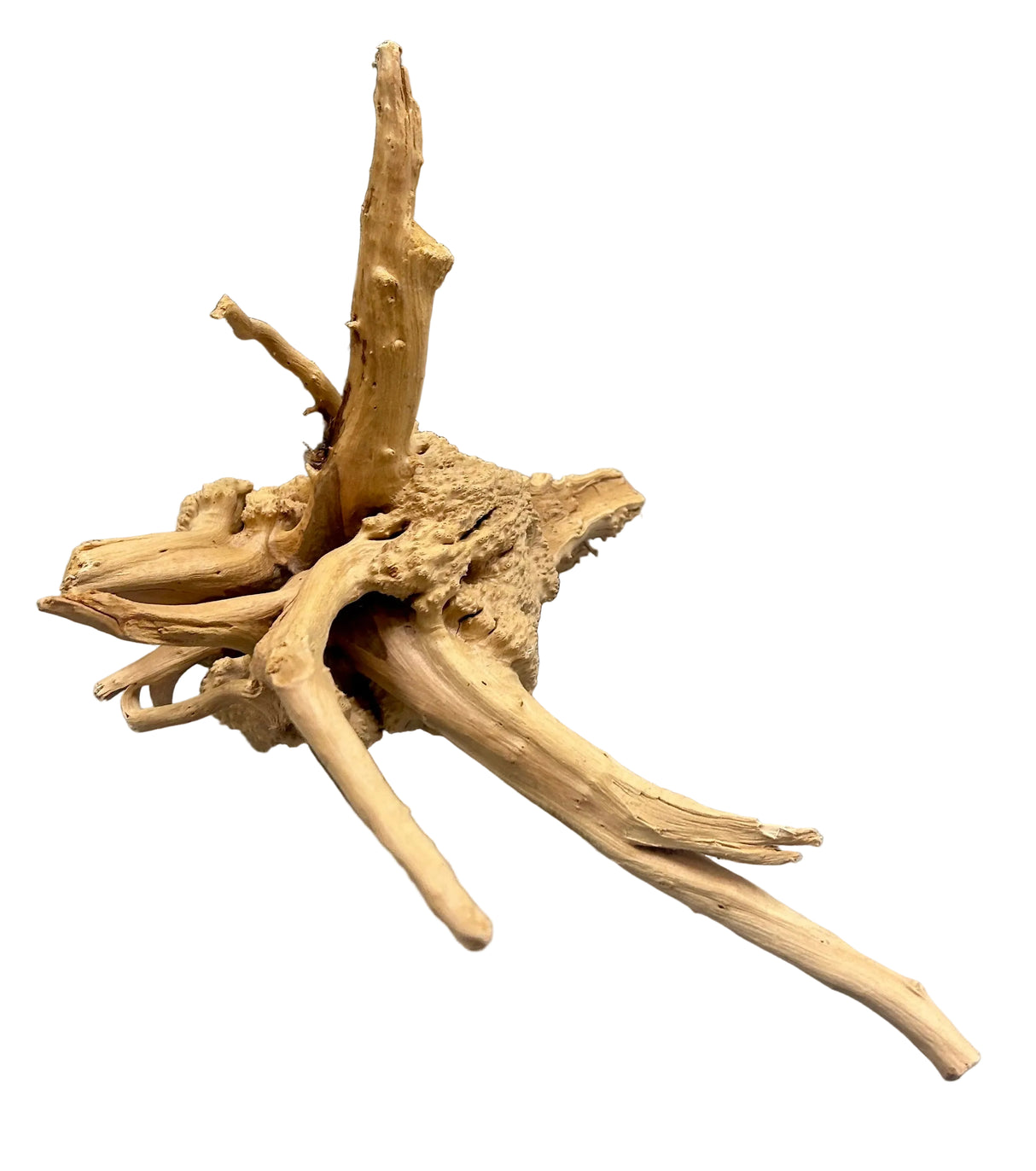  Piece of Spiderwood