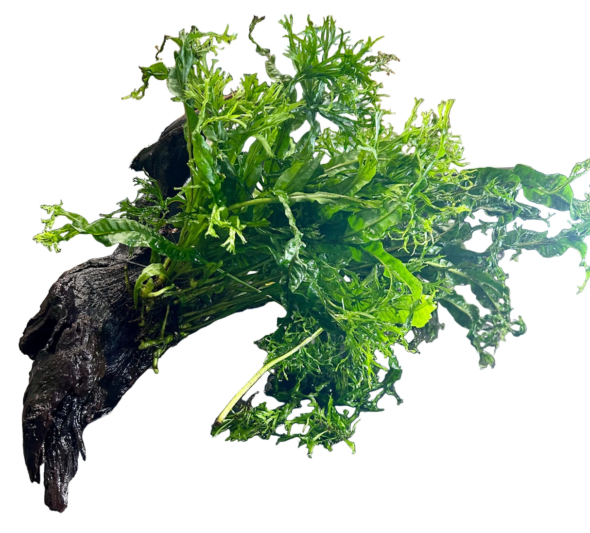W.Y.S.I.W.Y.G. 3002 - Microsorum pteropus Windelov on Large Driftwood | Potted Plants | Largest Tropical Fish Selection at Your Local Fish Store