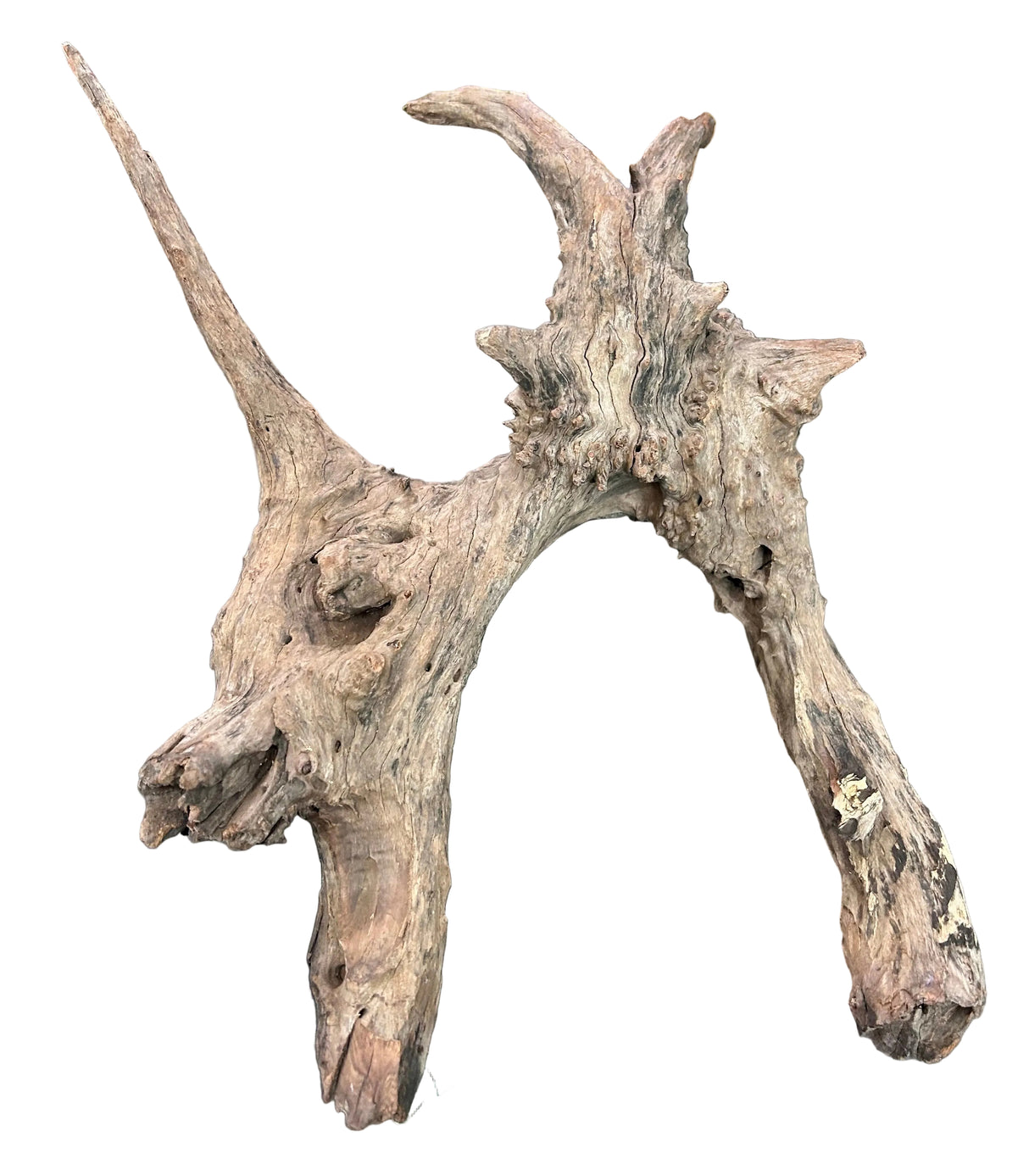 Malaysian Sinking  Driftwood