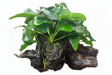 Anubias barteri var. nana on Medium Driftwood Driftwood