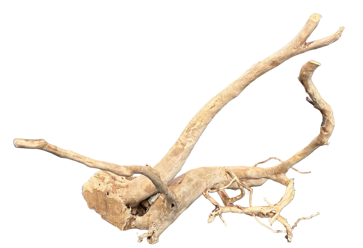  Large Piece of Spiderwood