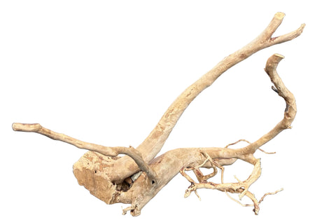  Large Piece of Spiderwood