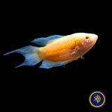 Albino Blue Fin Flame Paradise Fish (Macropodus opercularis)