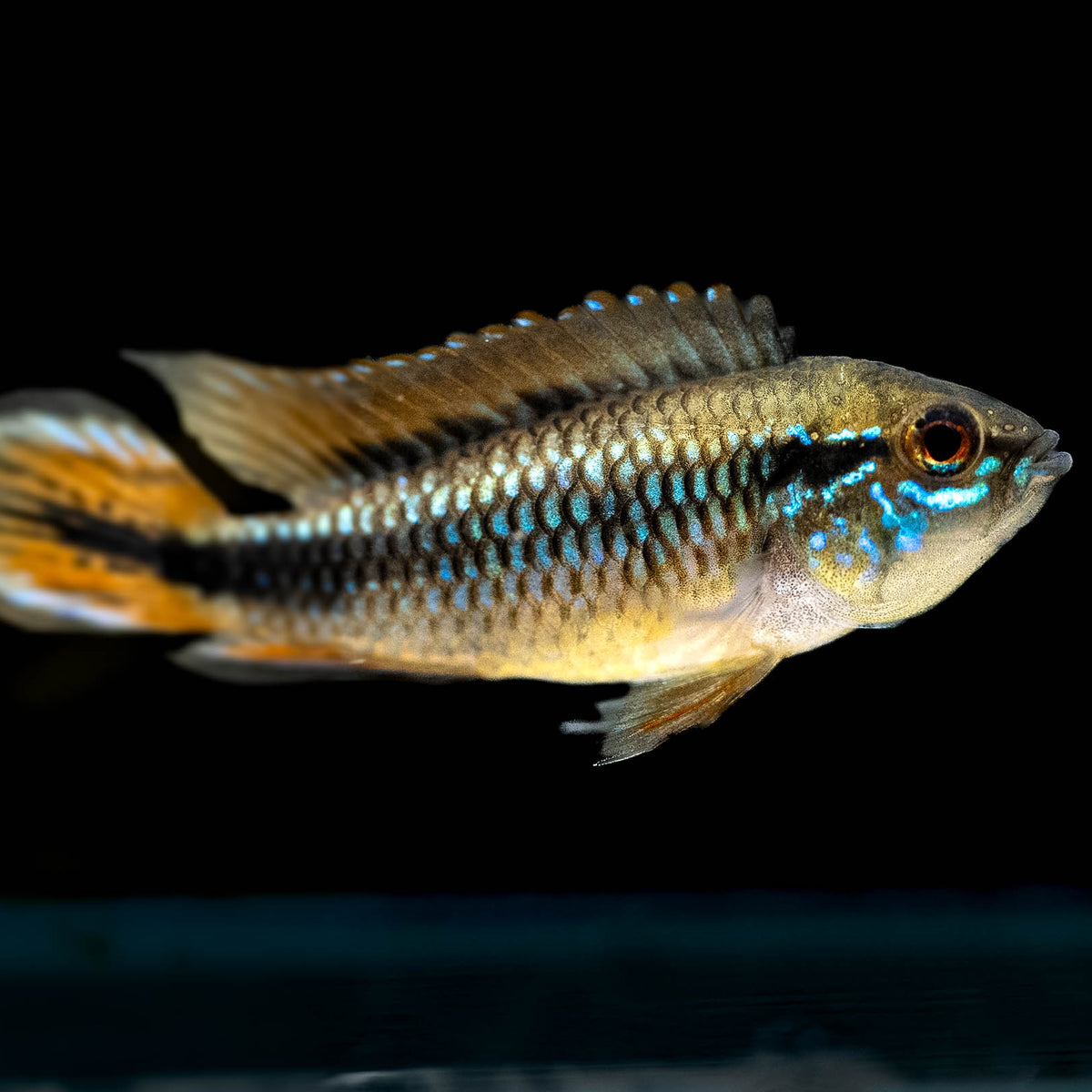 Apistogramma Rupununi Apistogramma Agassizii