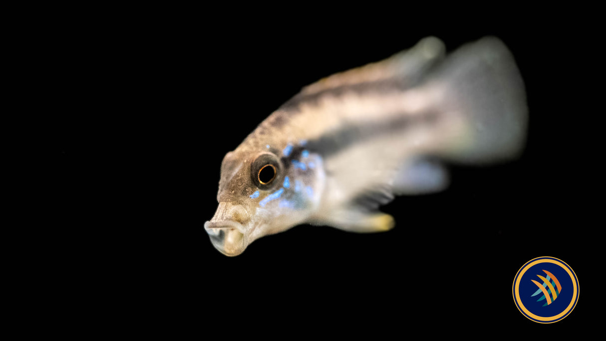 Apistogramma Lineata 5-7cm