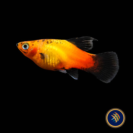 Apple Tricolour Hi-Fin Platy 