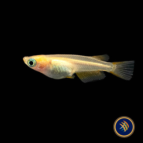 Assorted Medaka Ricefish | Other Livestock | Largest Tropical Fish Selection at Your Local Fish Store
