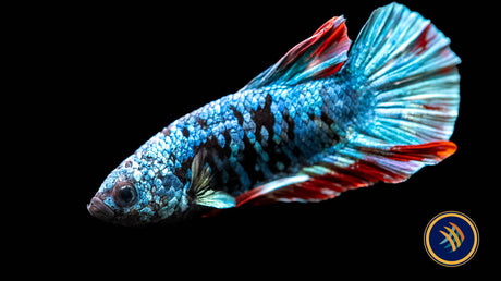 Betta Avatar Nebula Male HMPK | Bettas | Largest Tropical Fish Selection at Your Local Fish Store