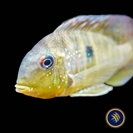 Balzani Eartheater (Gymnogeophagus balzanii)