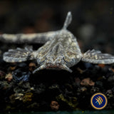 Banjo Catfish (Bunocephalus coracoideus) 4-6cm